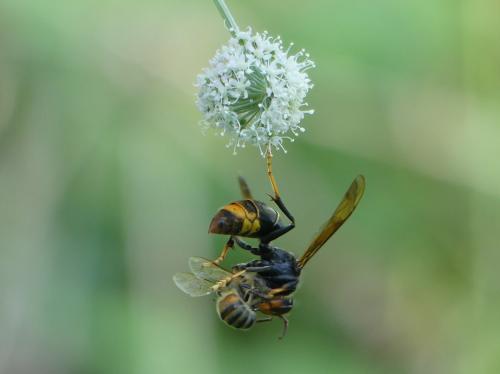 Vespa velutina